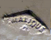 Théodore Manteauの刻印