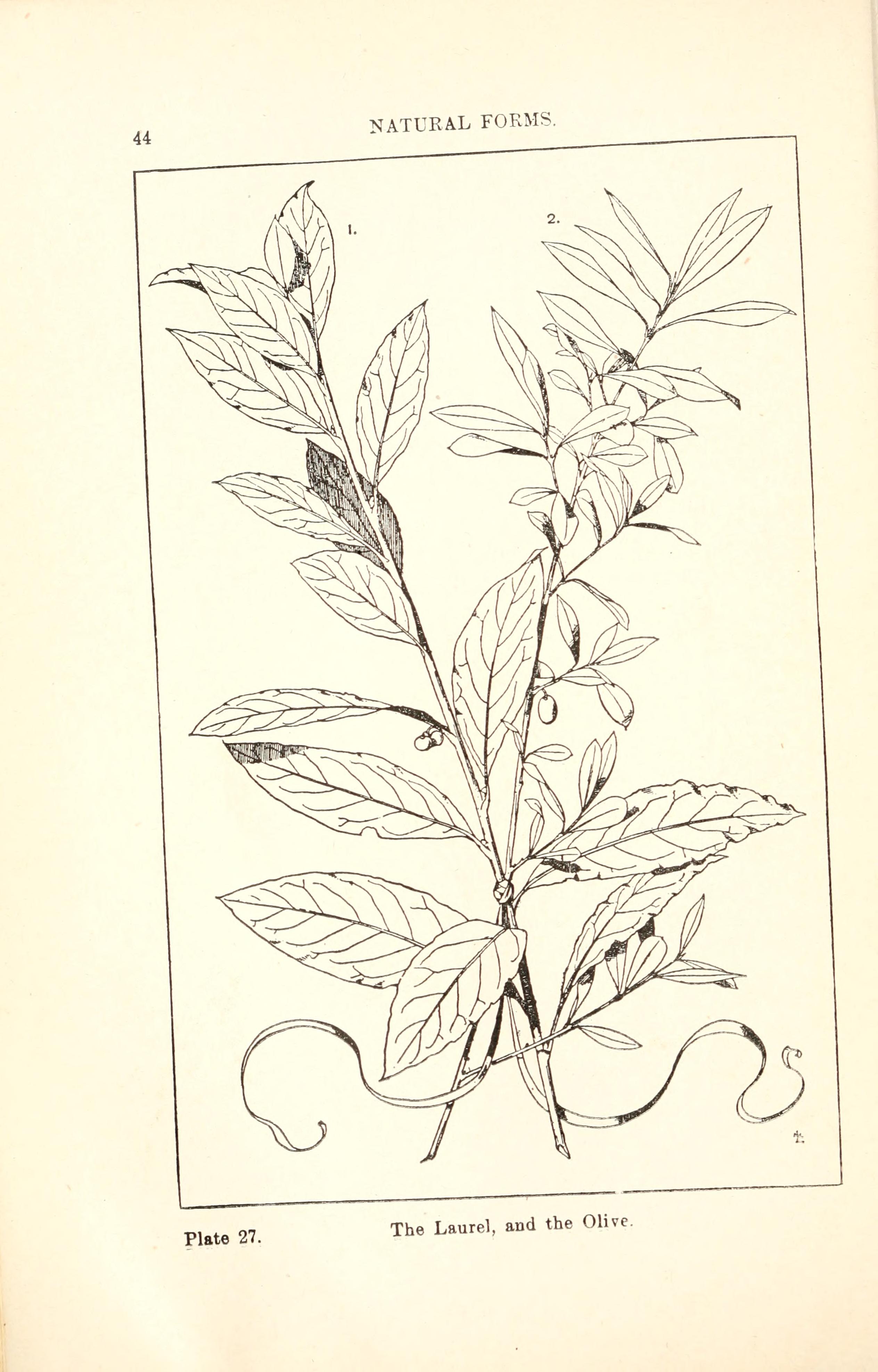 The Laurel, and the Olive：Meyer原典 図版27