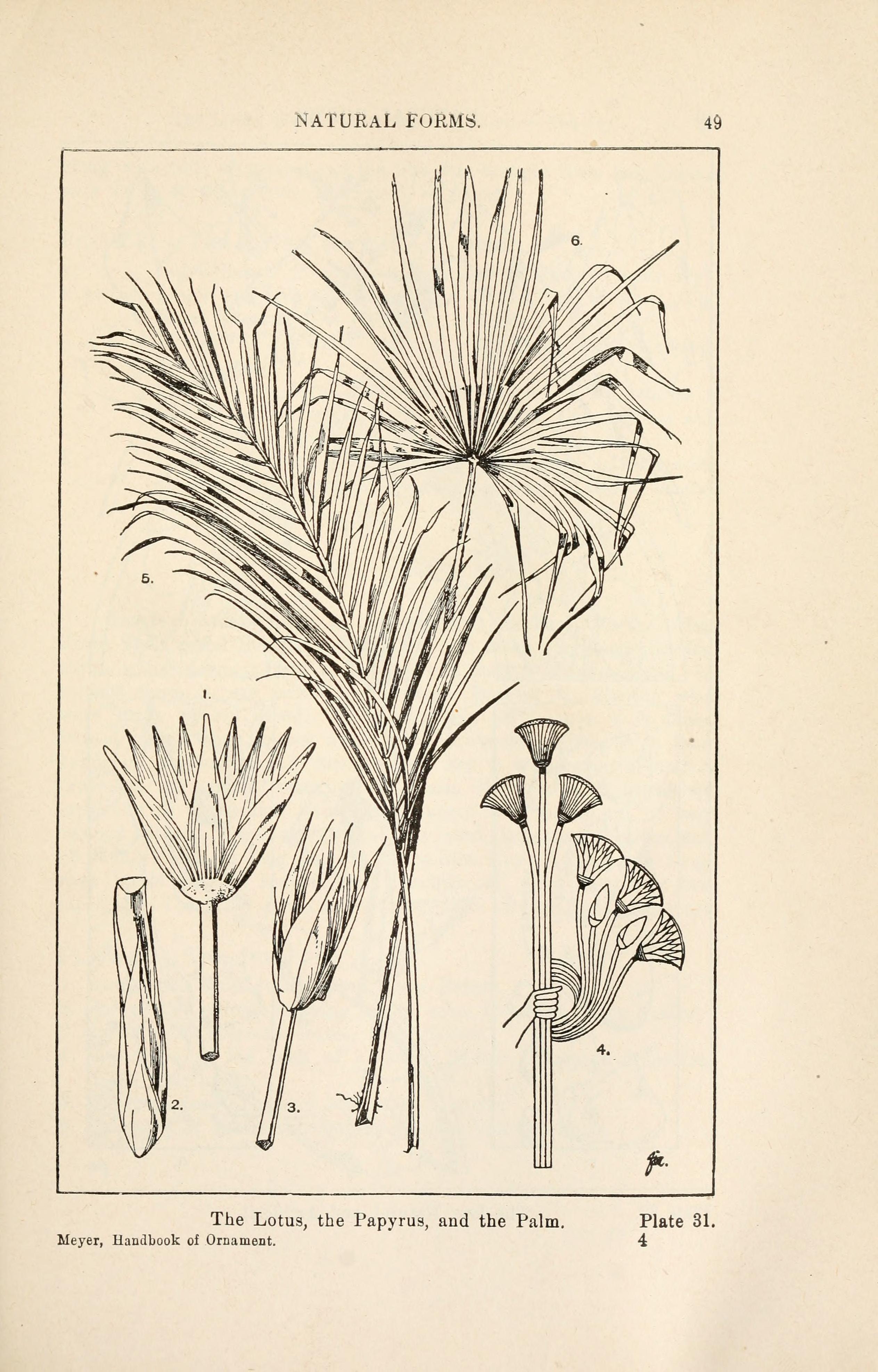 The Lotus, the Papyrus, and the Palm：Meyer原典 図版31
