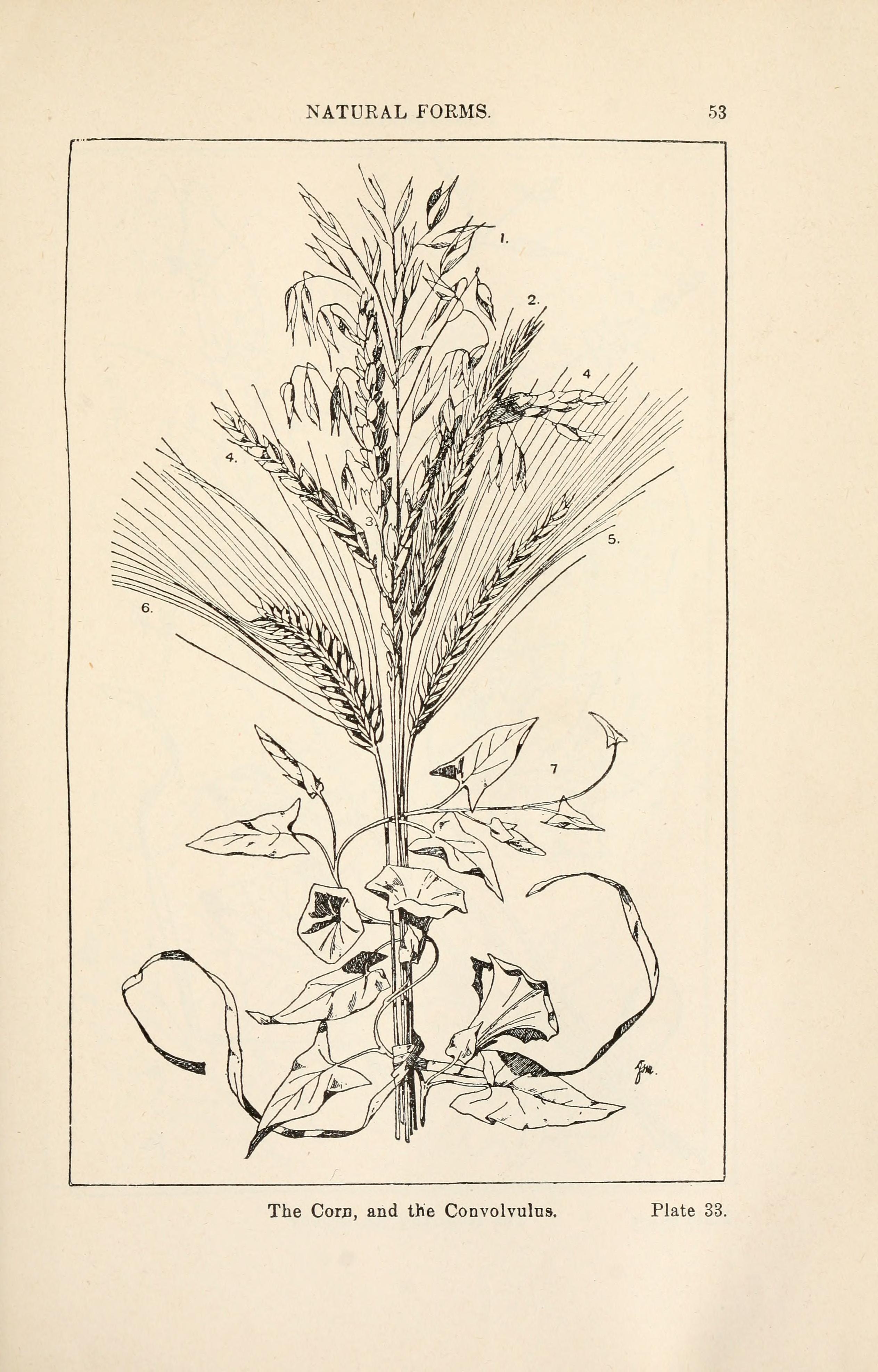 The Corn, &c.：Meyer原典 図版33